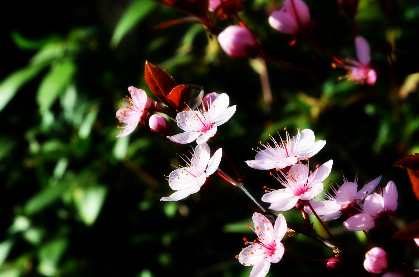 Sonne im Garten!