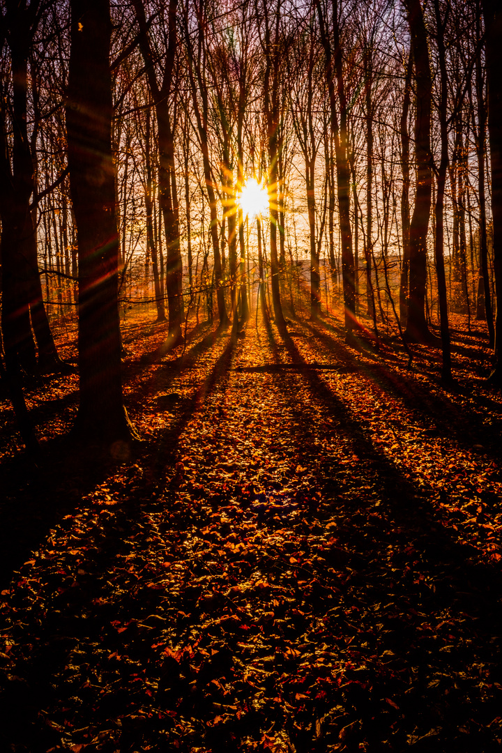 Sonne im Gegenlicht