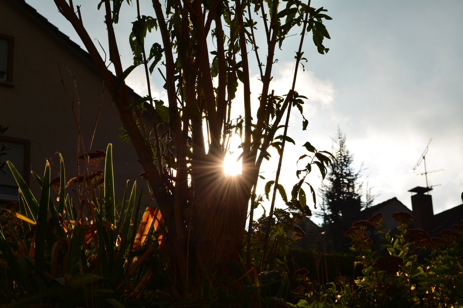 Sonne im Gehölz