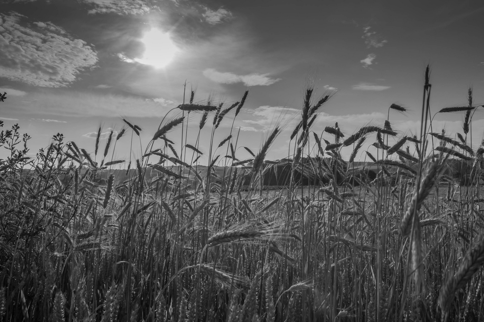 Sonne im Gerstenfeld