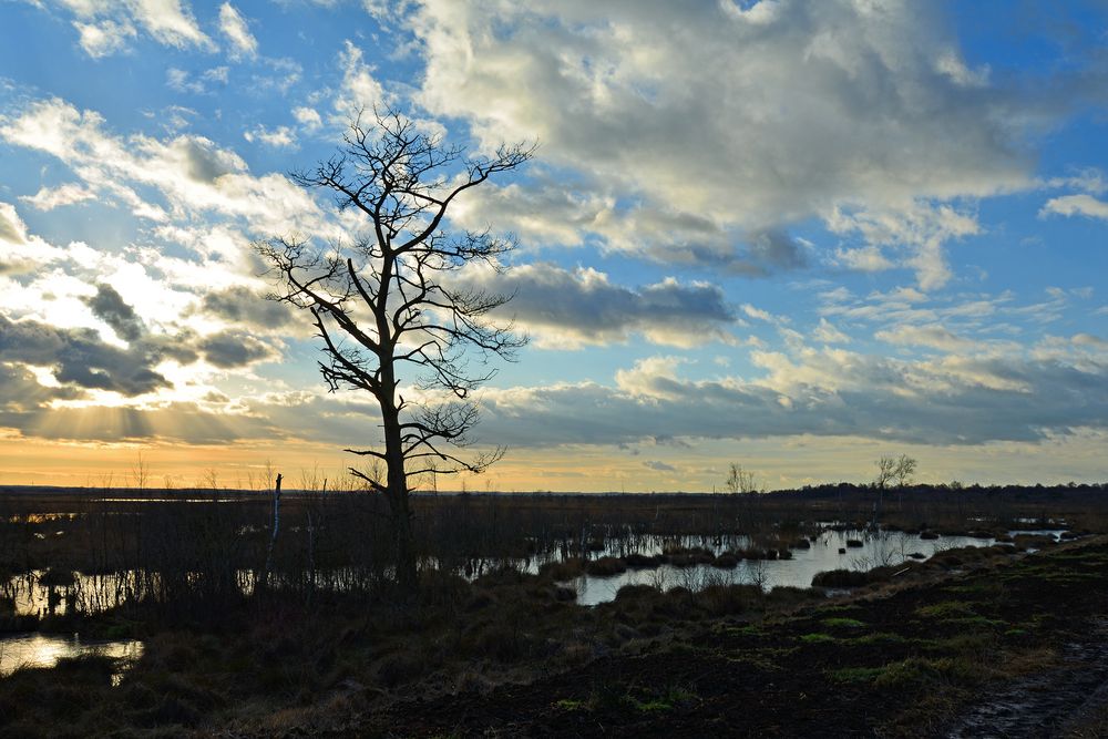 Sonne im Goldenstedter Moor