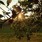 Sonne im Herbst