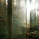 Sonne im Herbstlichen Wald