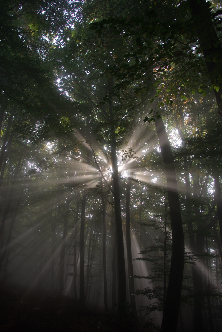 Sonne im Herbstnebel