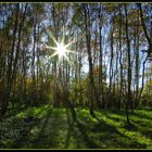 Sonne im Herbstwald