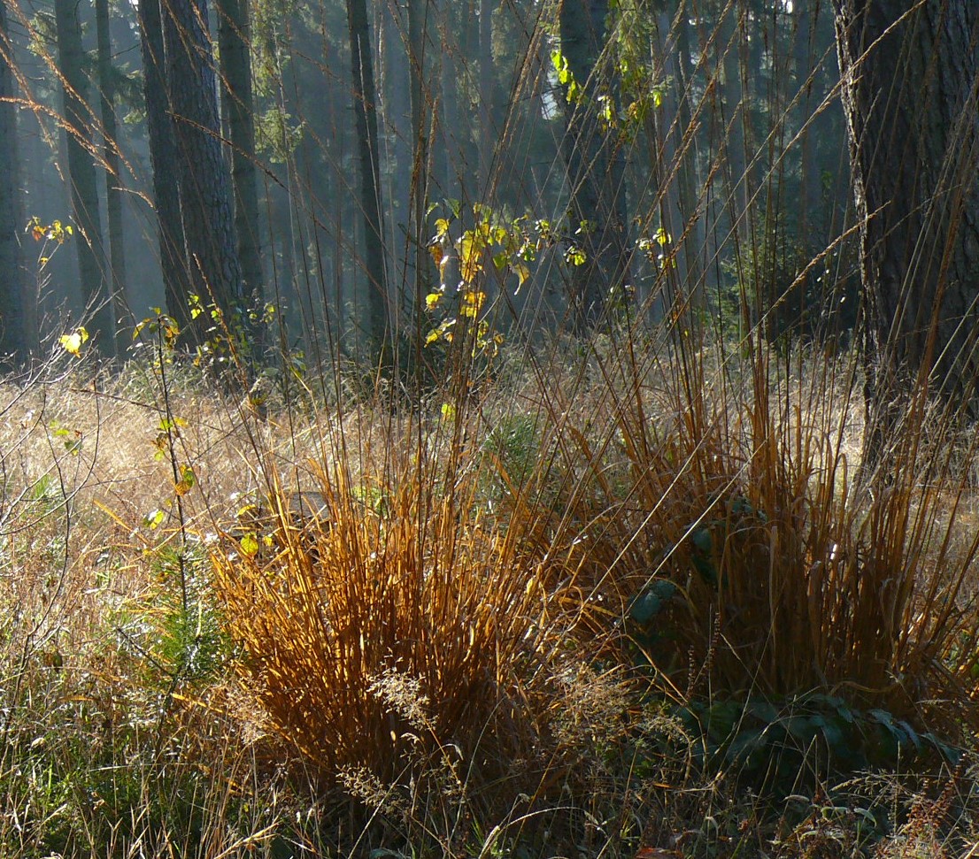 Sonne im Herbstwald