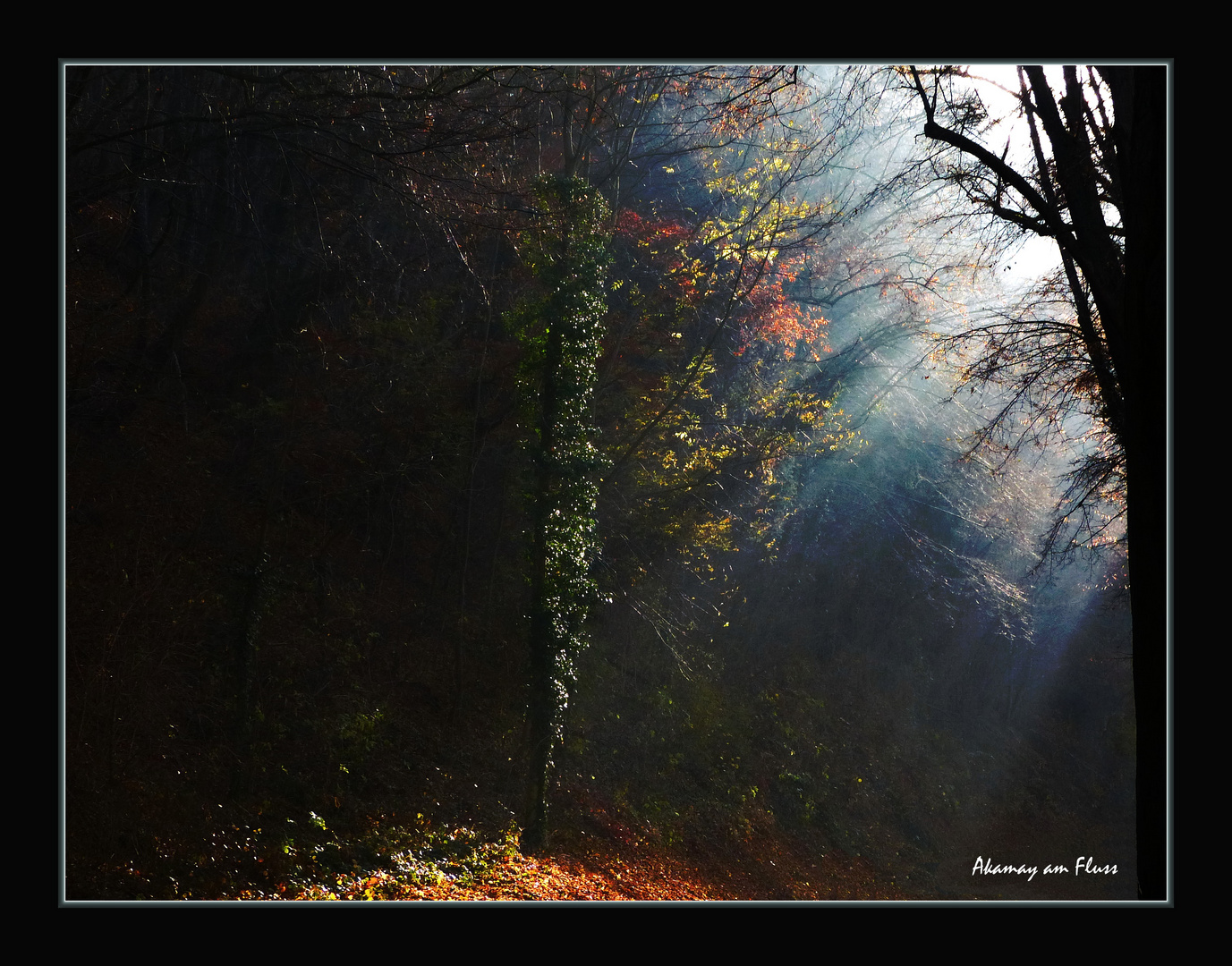 Sonne im Herbstwald