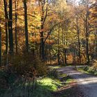 Sonne im Herbstwald