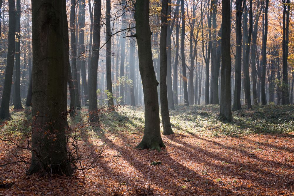 Sonne im Herbstwald