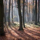 Sonne im Herbstwald