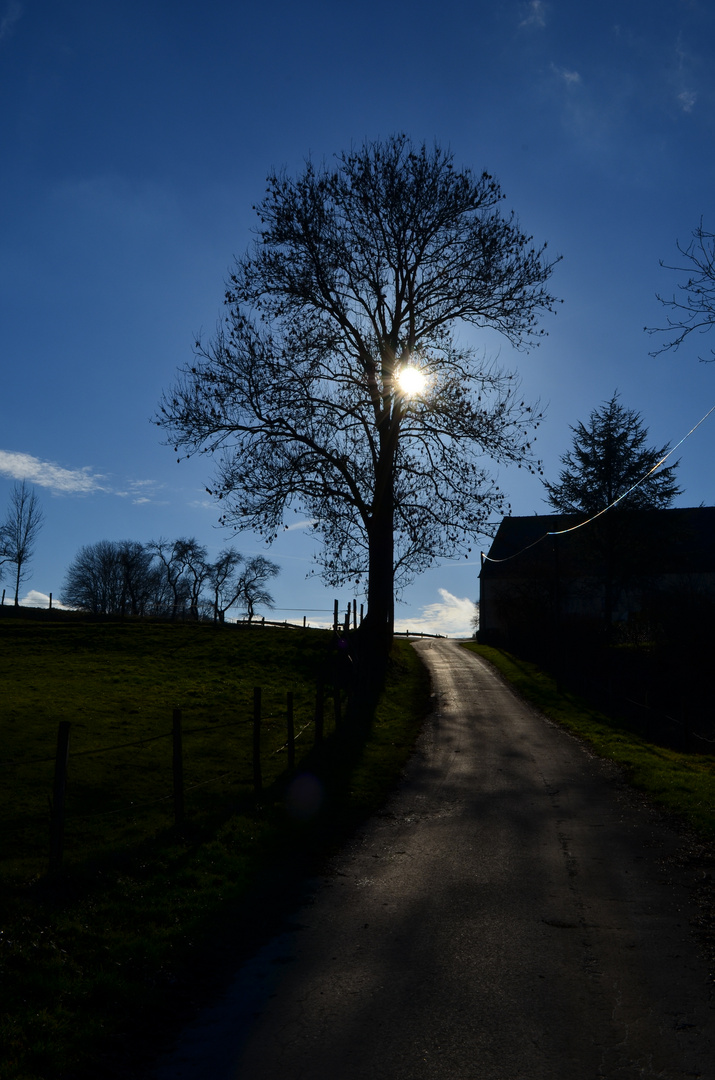 Sonne im Januar