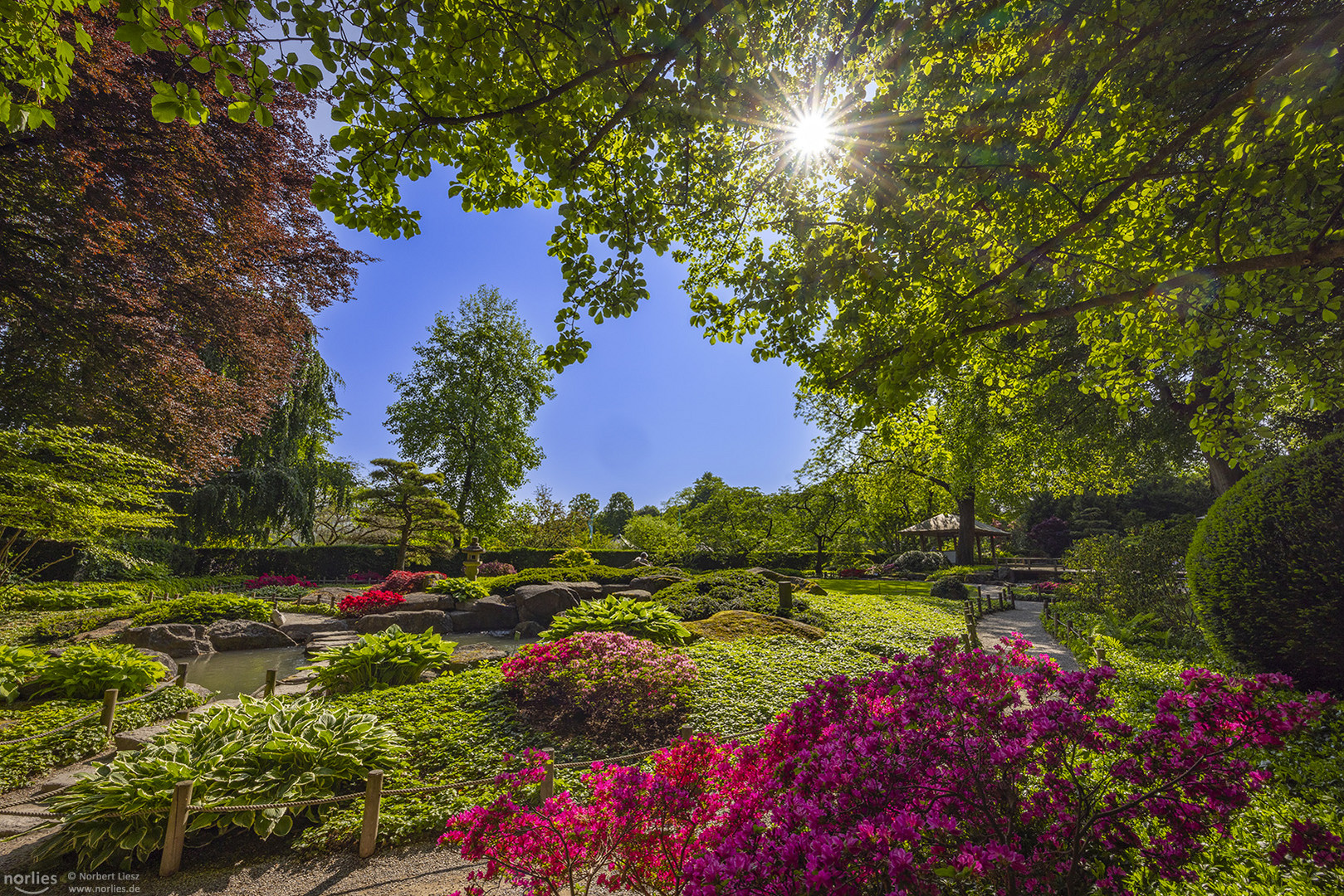 Sonne im Japangarten