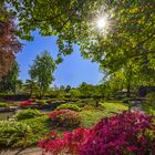 Sonne im Japangarten