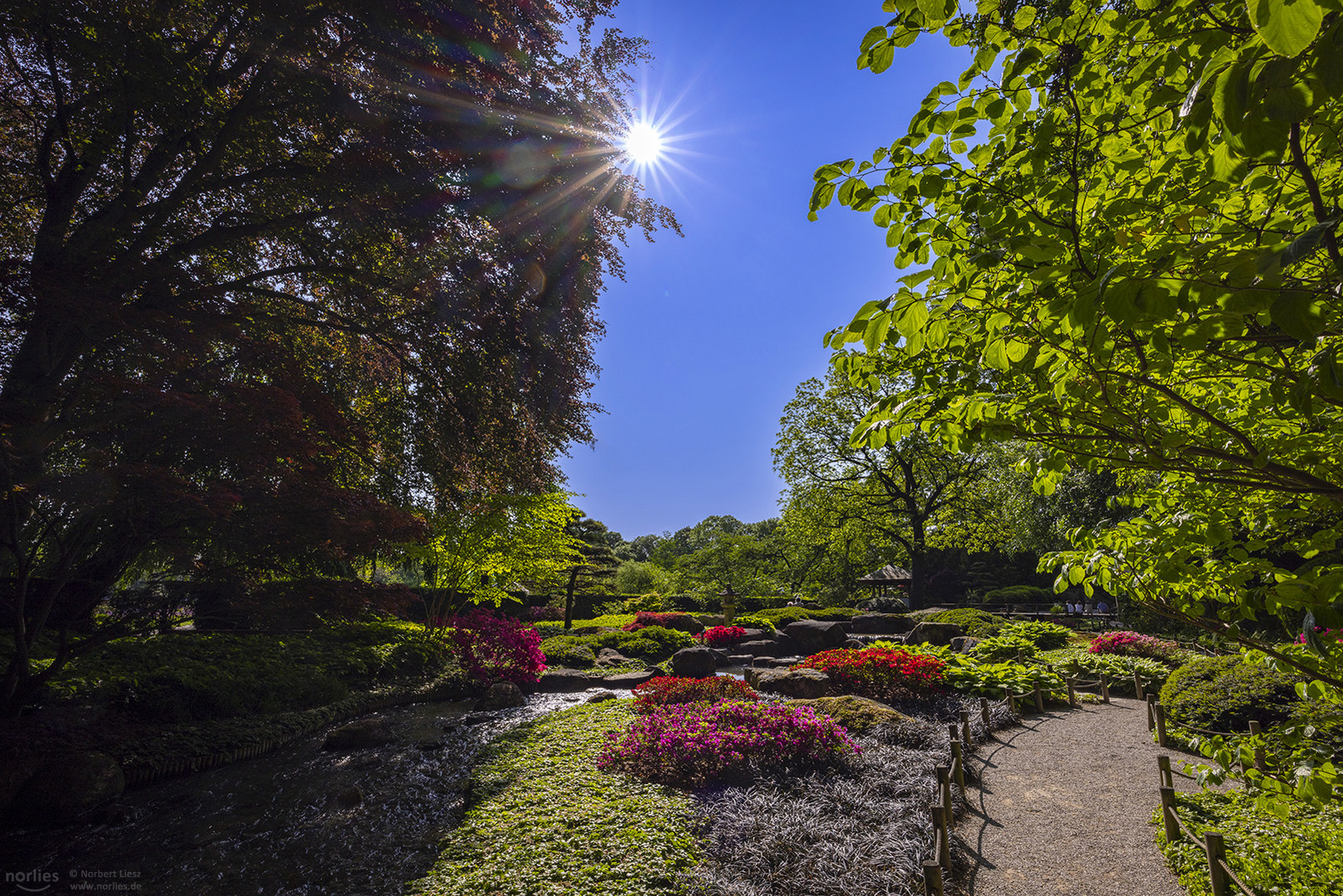 Sonne im Japangarten