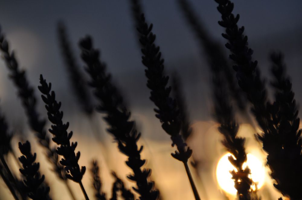 Sonne im Lavendel