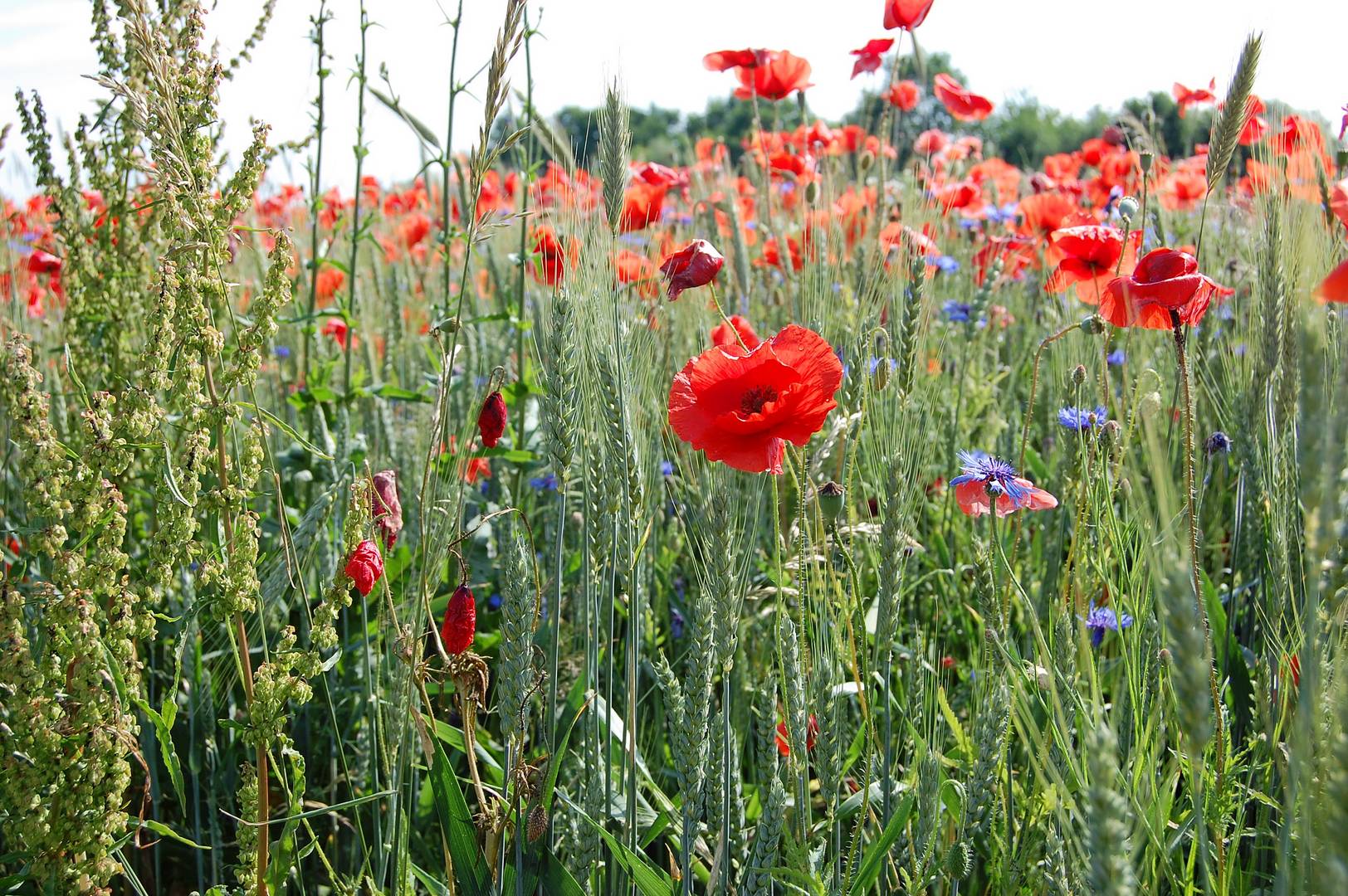 sonne im mohn