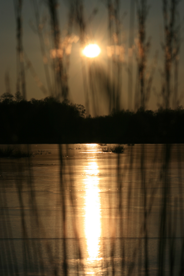 Sonne im Moor