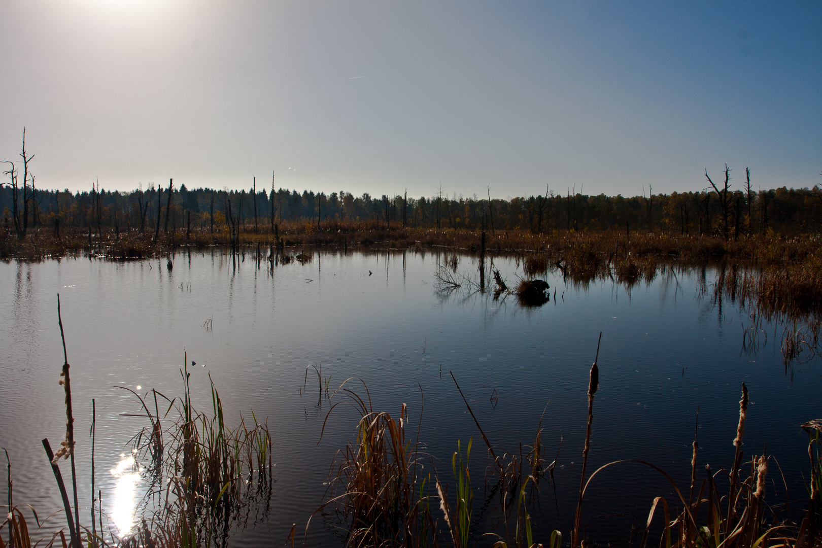 Sonne im Moor