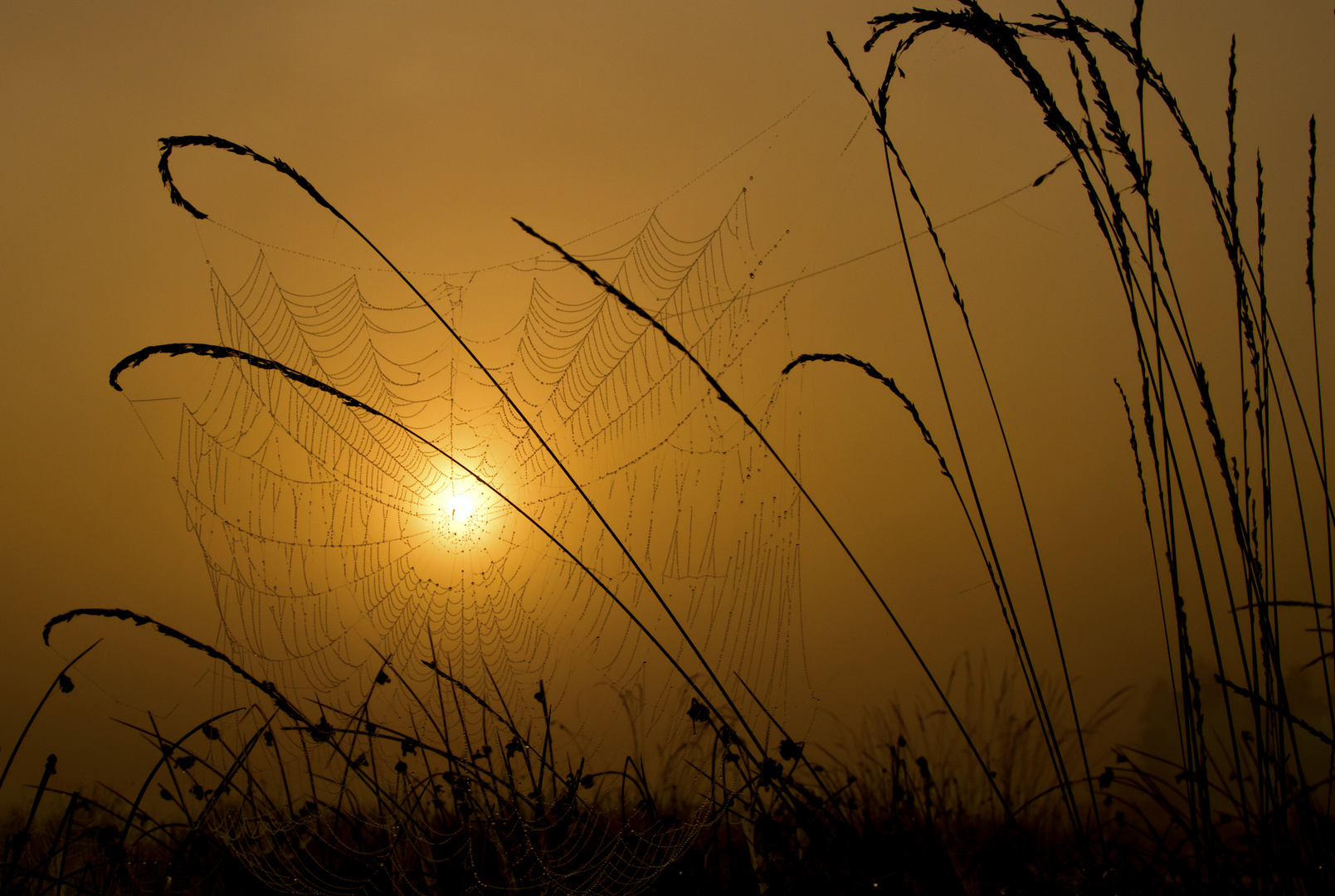 Sonne im Netz