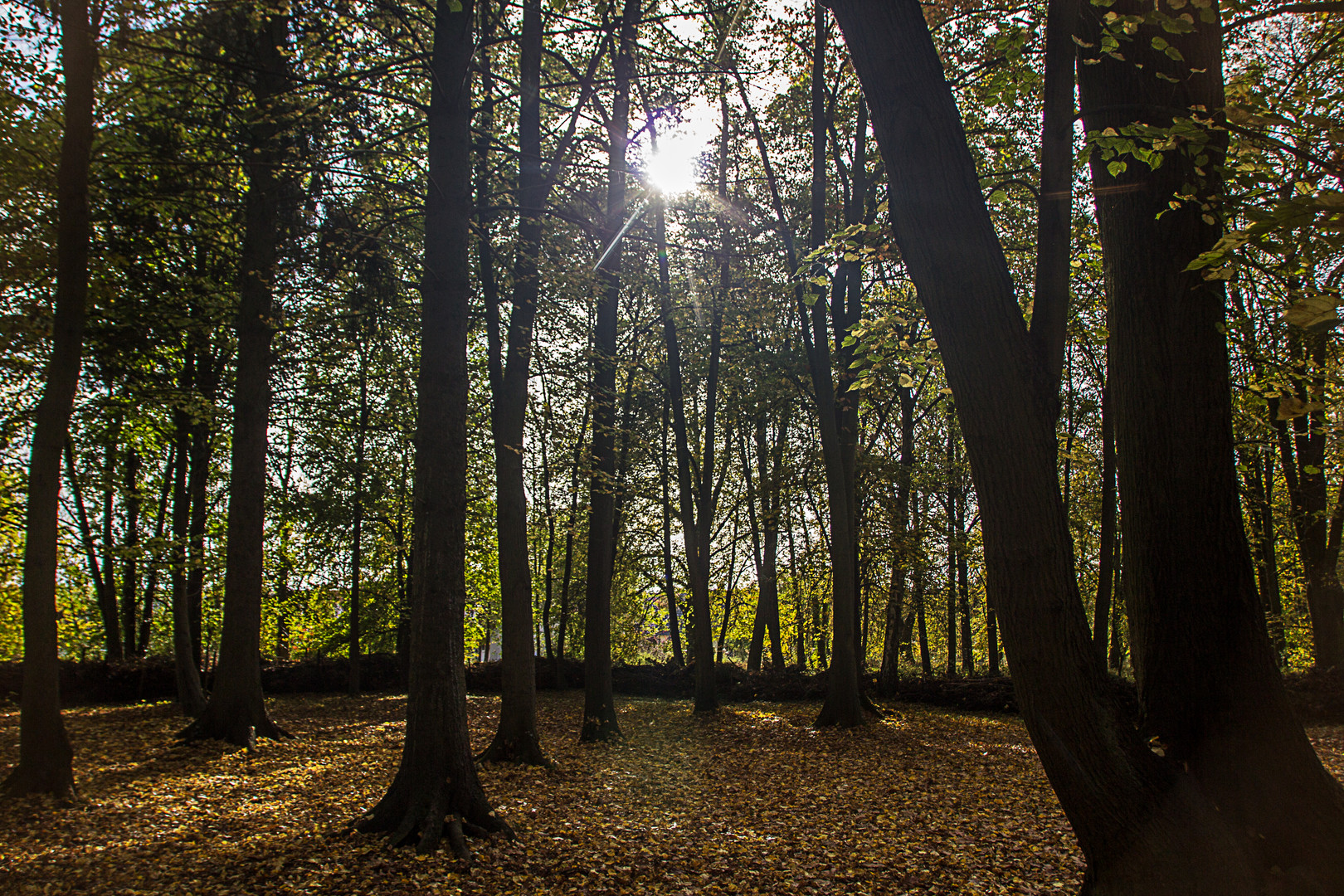 Sonne im November