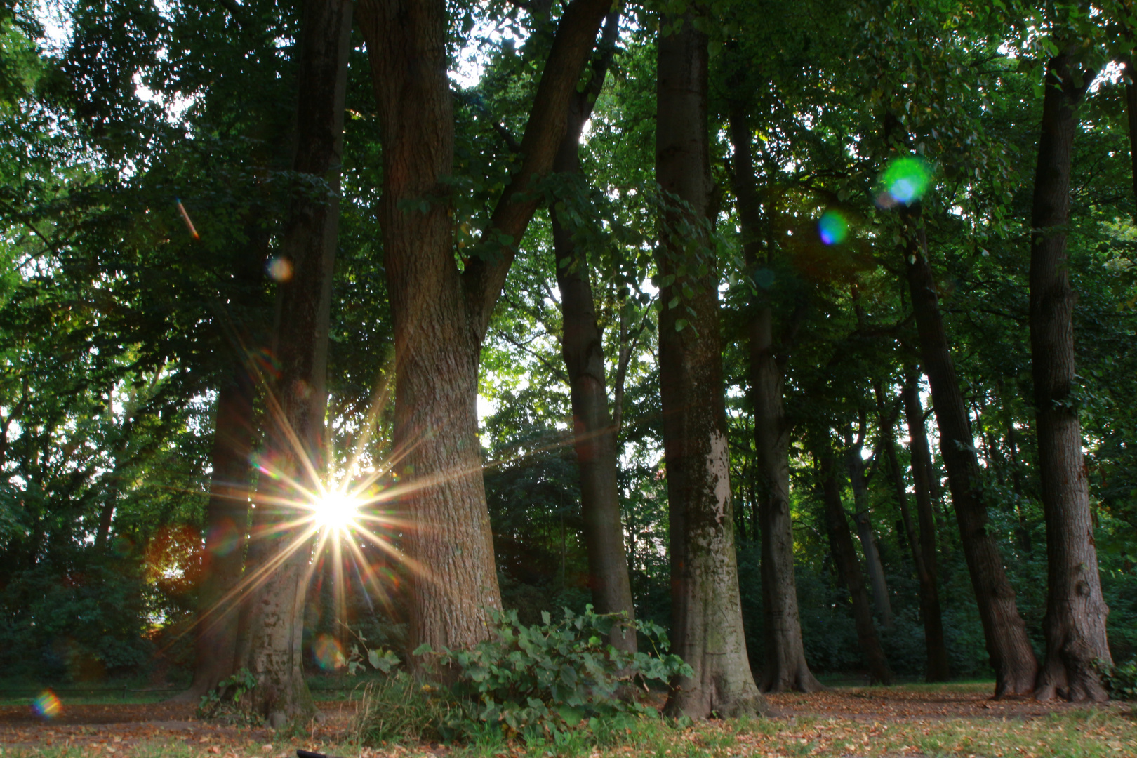 Sonne im Park