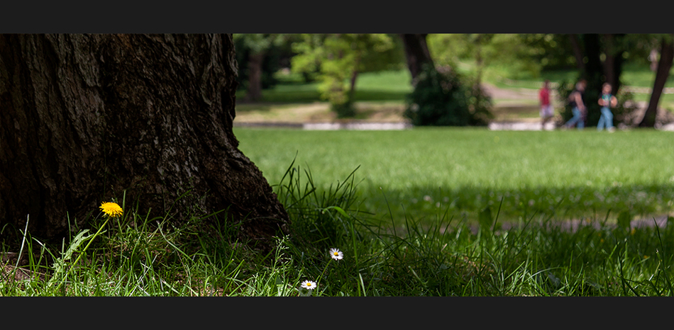 Sonne im Park