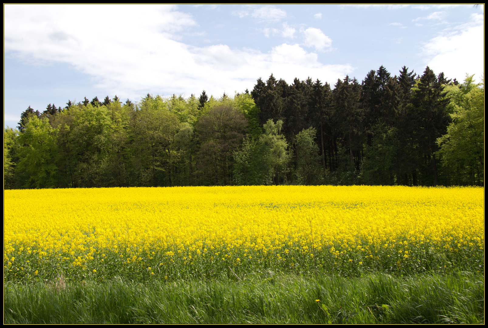 Sonne im Rapsfeld