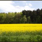 Sonne im Rapsfeld