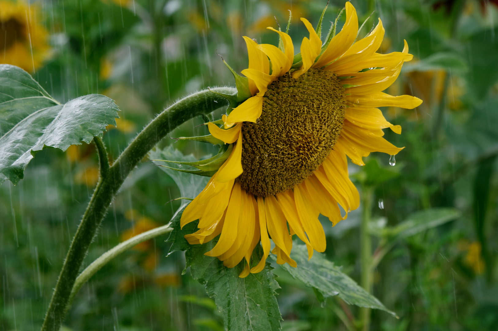 Sonne im Regen