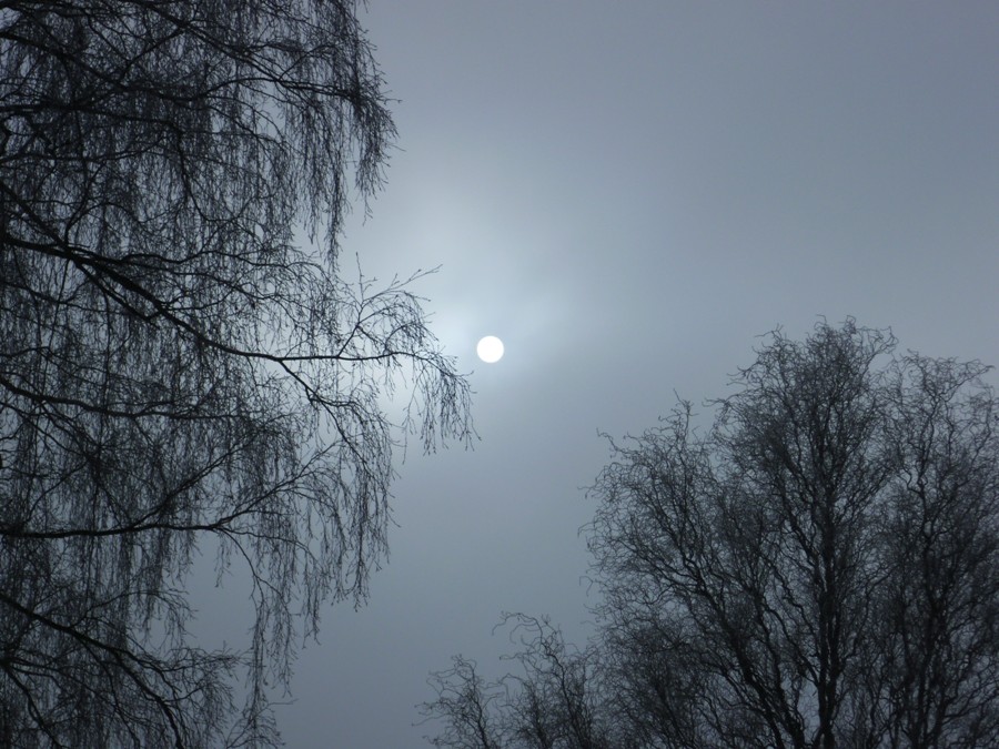 Sonne im Reif der Bäume