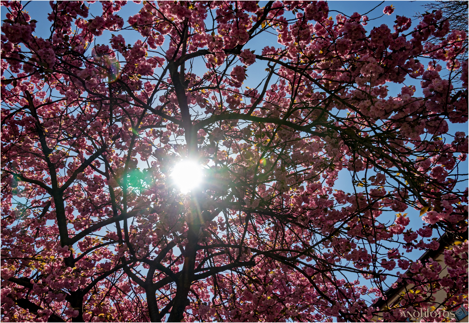 Sonne im Rüschenbaum