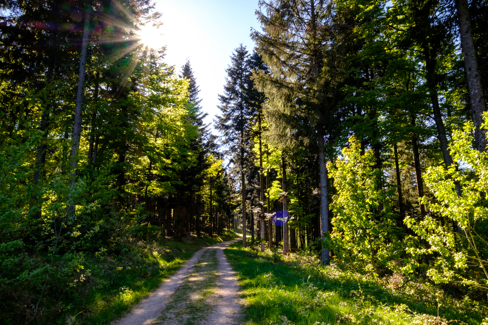 Sonne im Schwarzwald