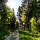 Sonne im Schwarzwald