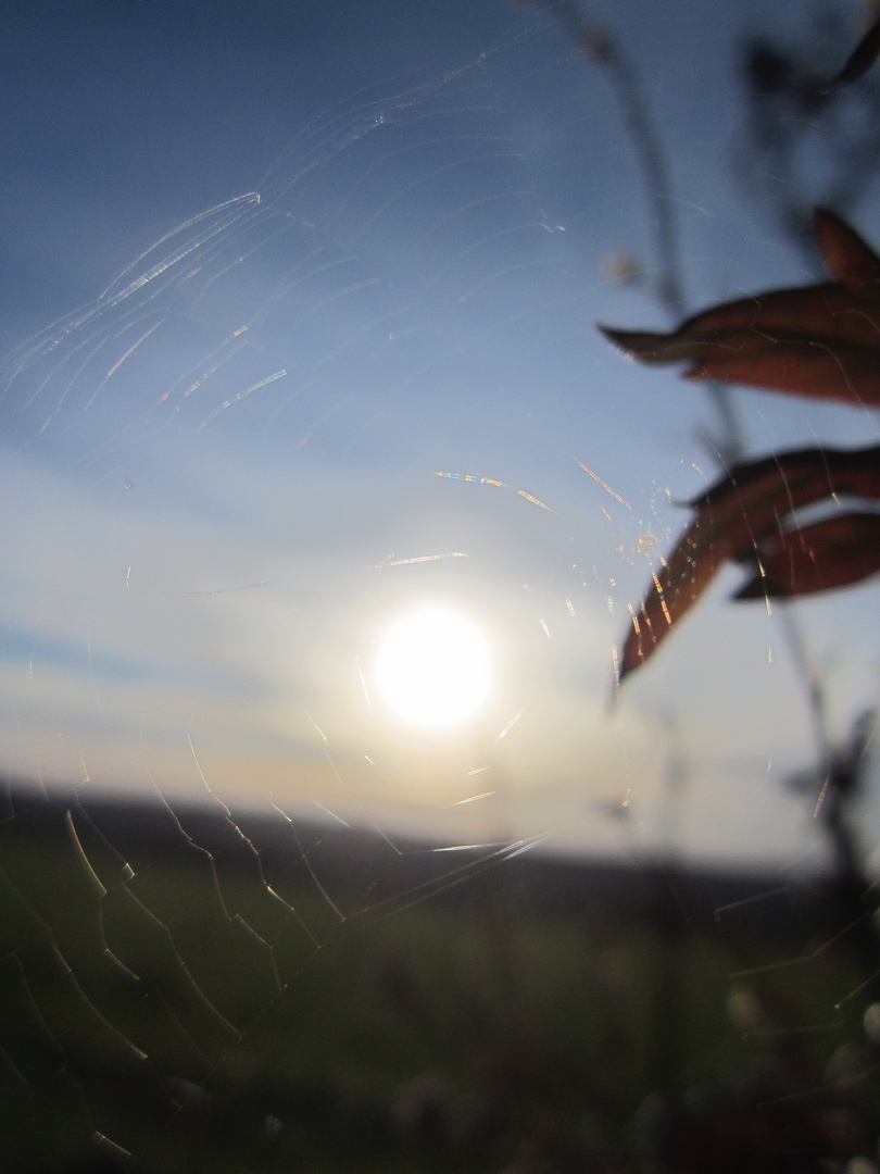 Sonne im Spinnennetz eingefangen