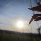 Sonne im Spinnennetz eingefangen