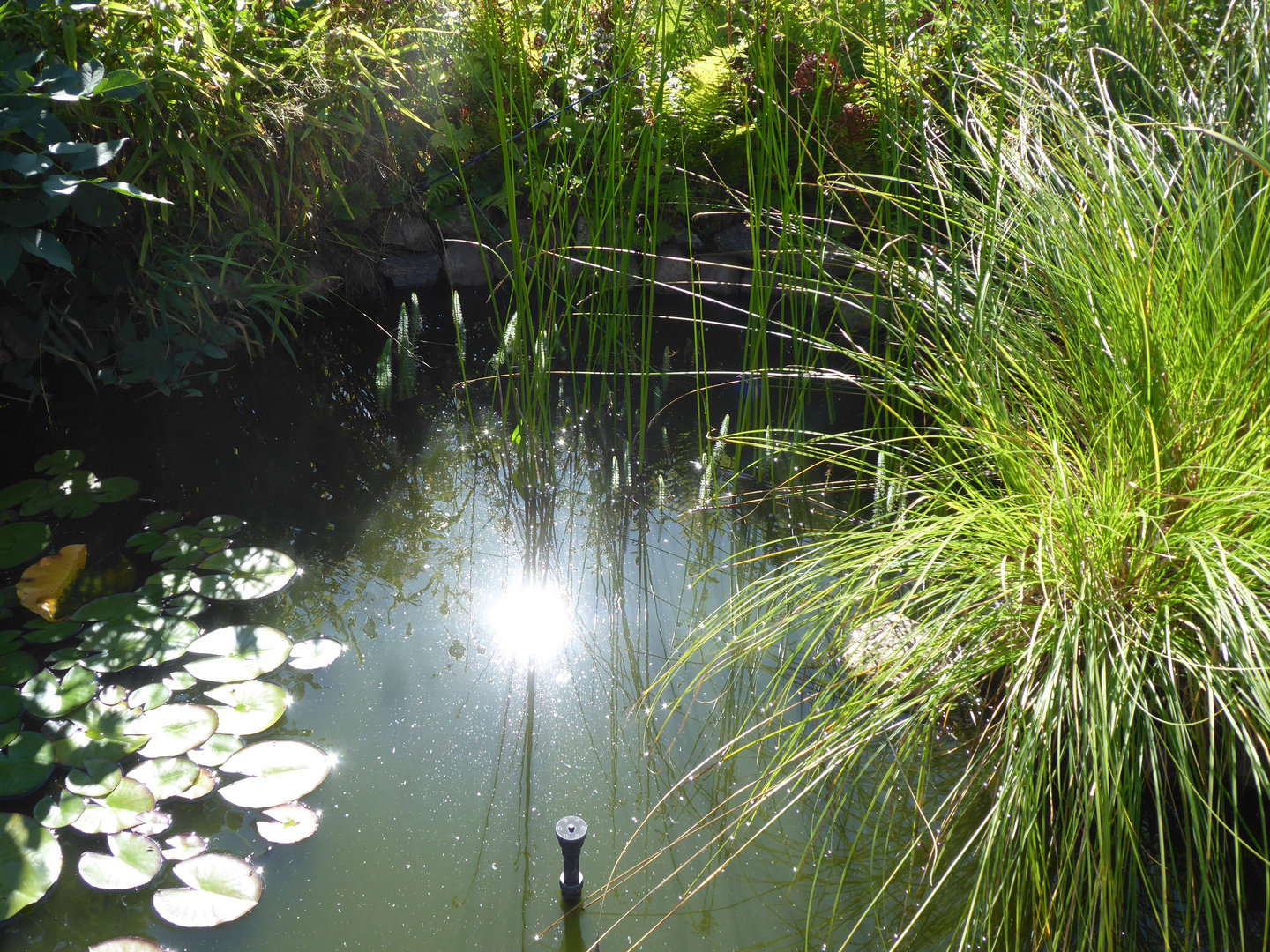 Sonne im Teich