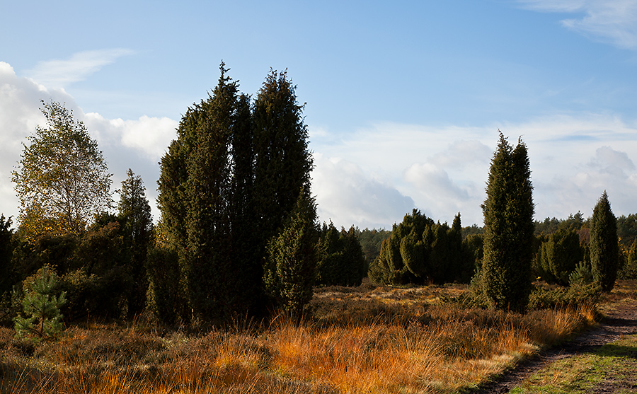 Sonne im Wacholder-Paradies