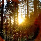 Sonne im Wald