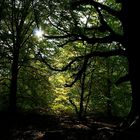 Sonne im Wald