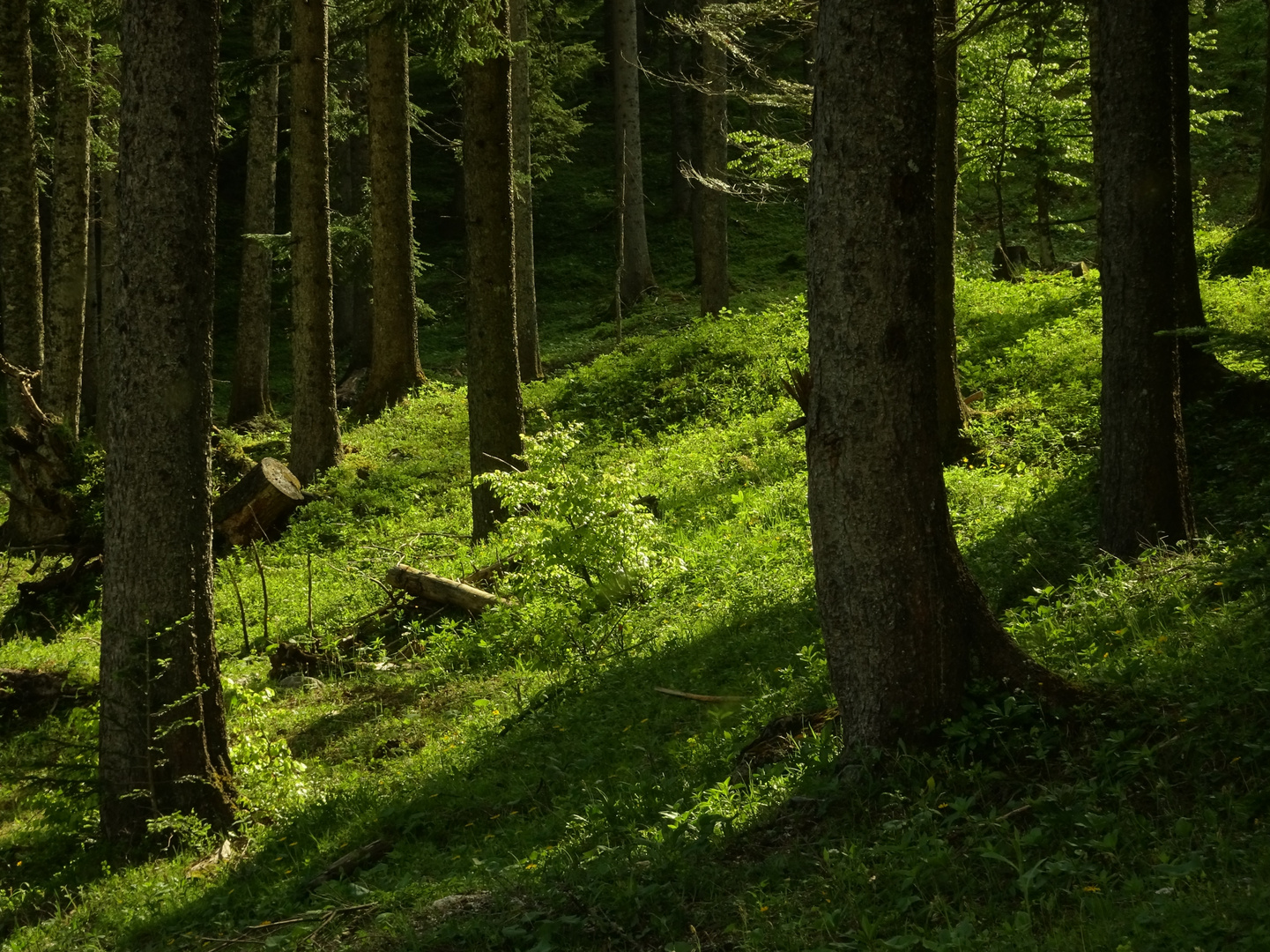 Sonne im Wald