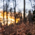 Sonne im Wald 