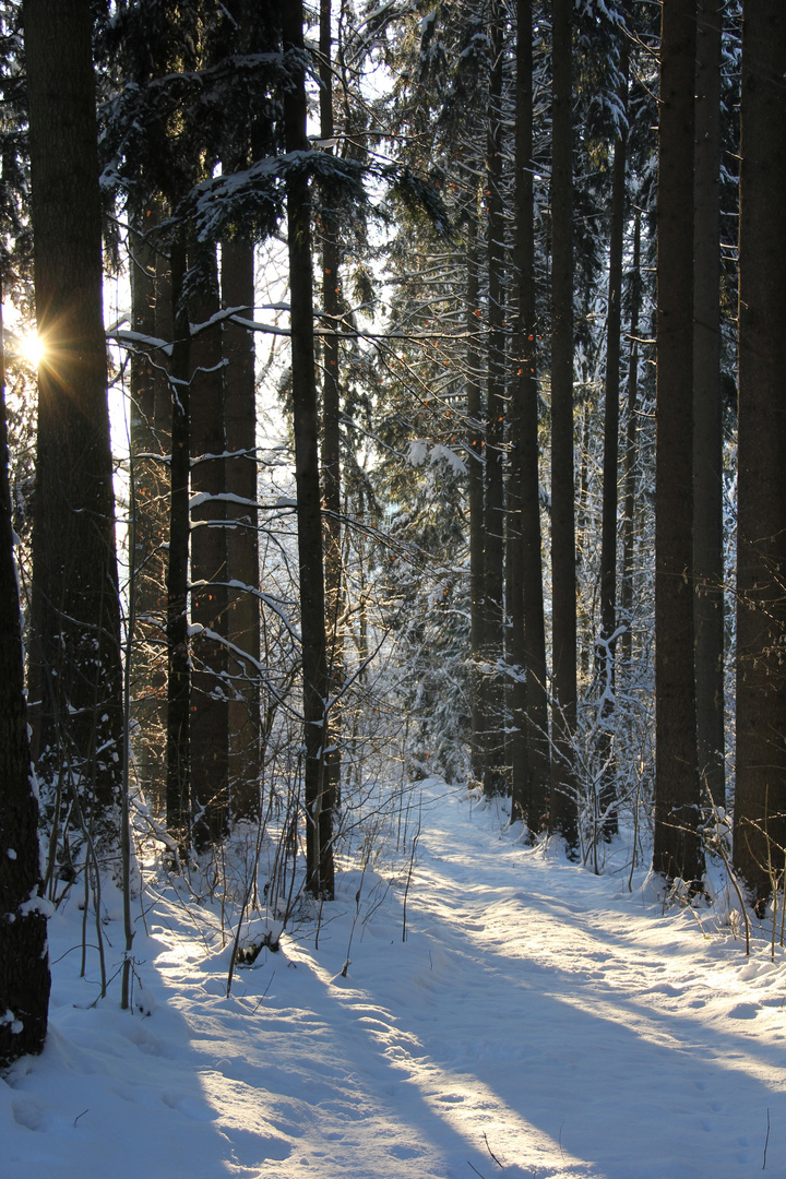 Sonne im Wald