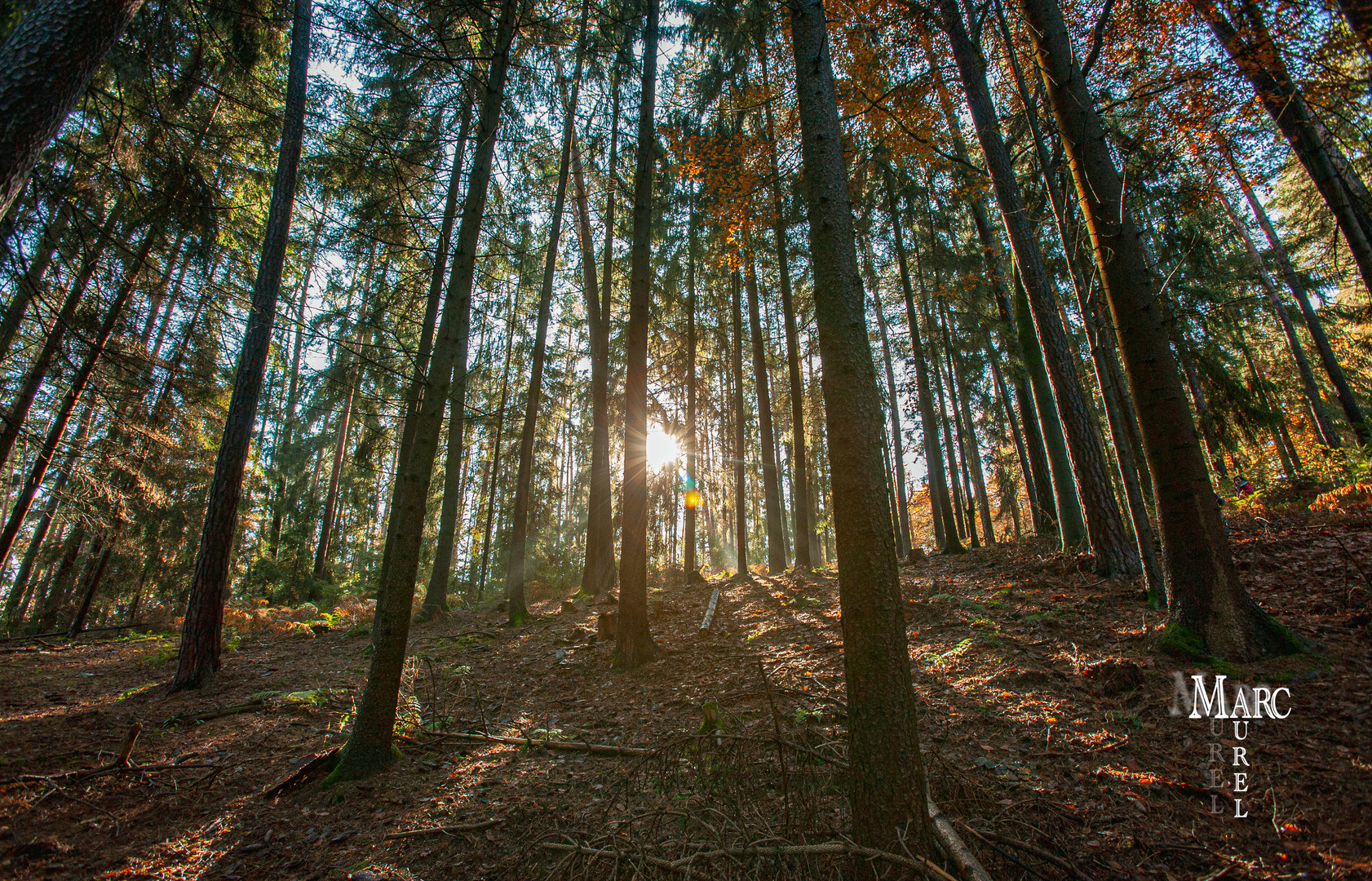  Sonne im Wald 3
