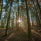  Sonne im Wald 3