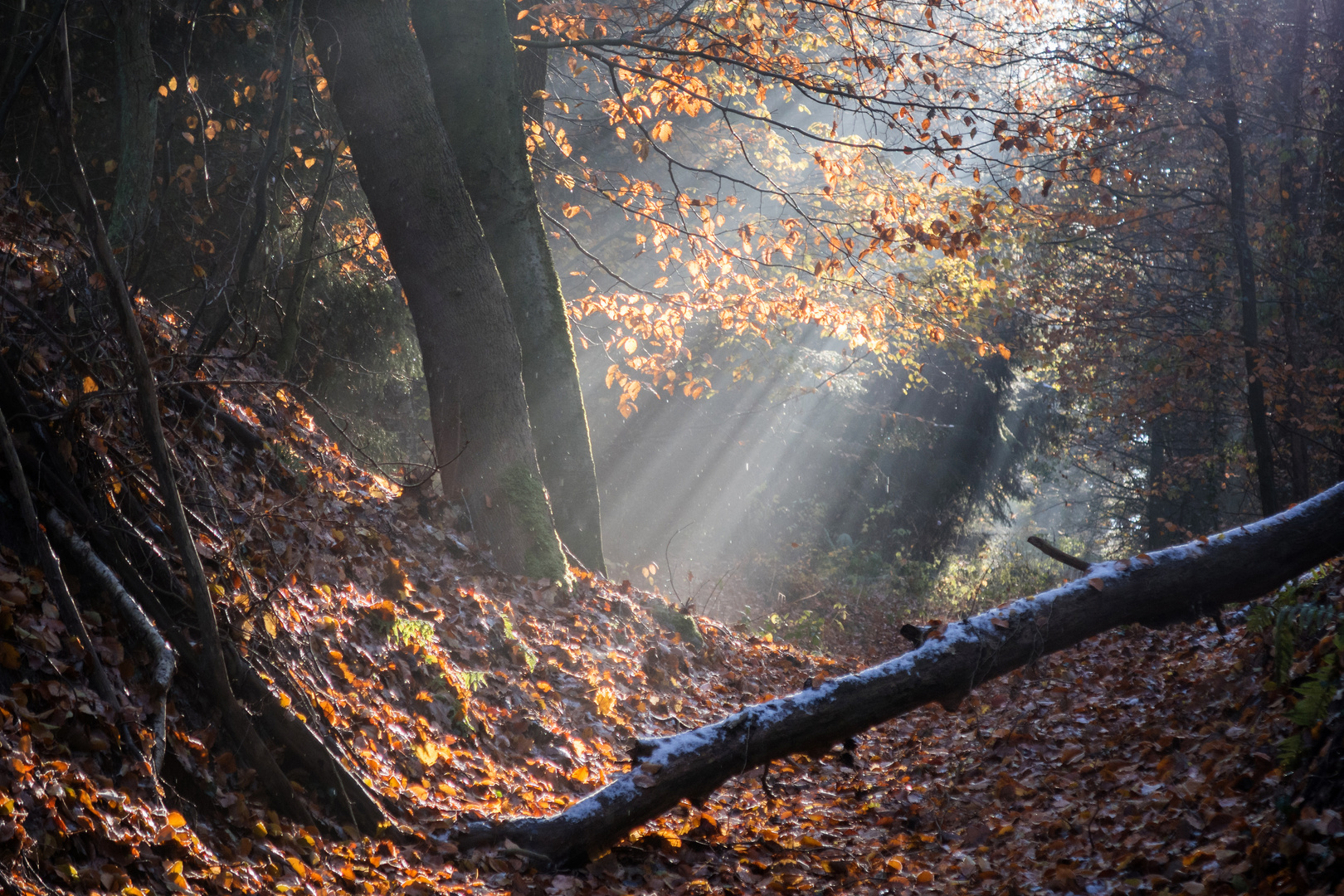 Sonne im Wald