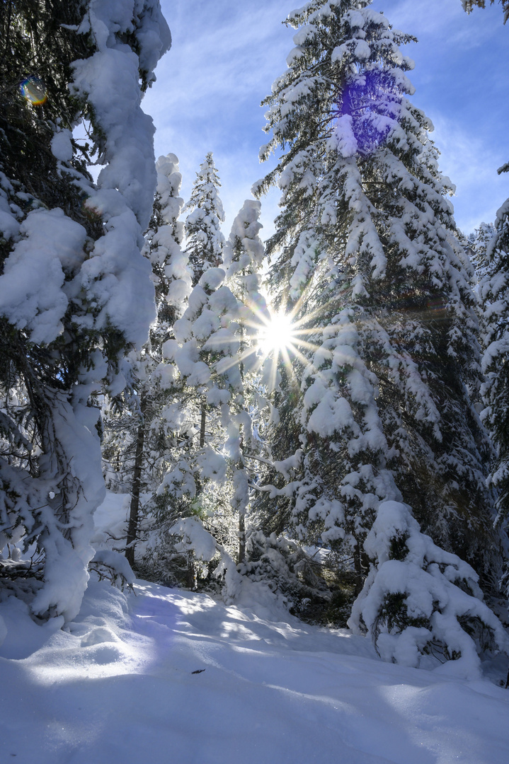 Sonne im Wald