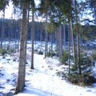 Sonne im Wald