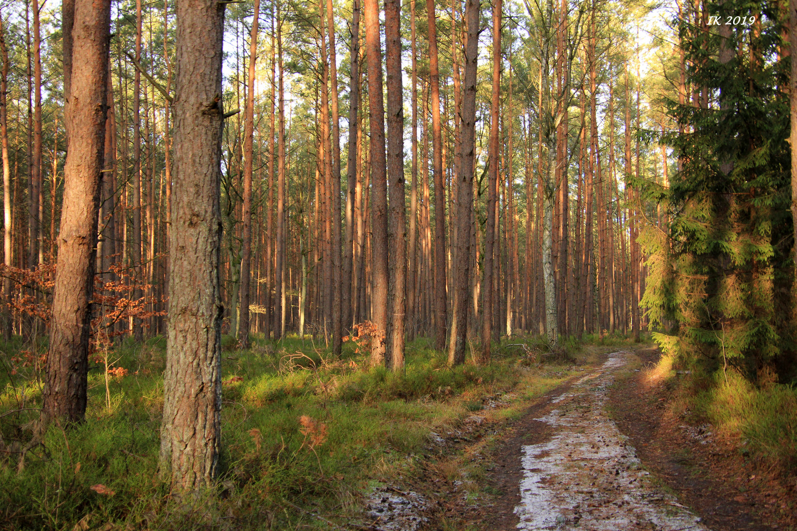 Sonne im Wald