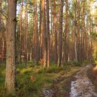 Sonne im Wald