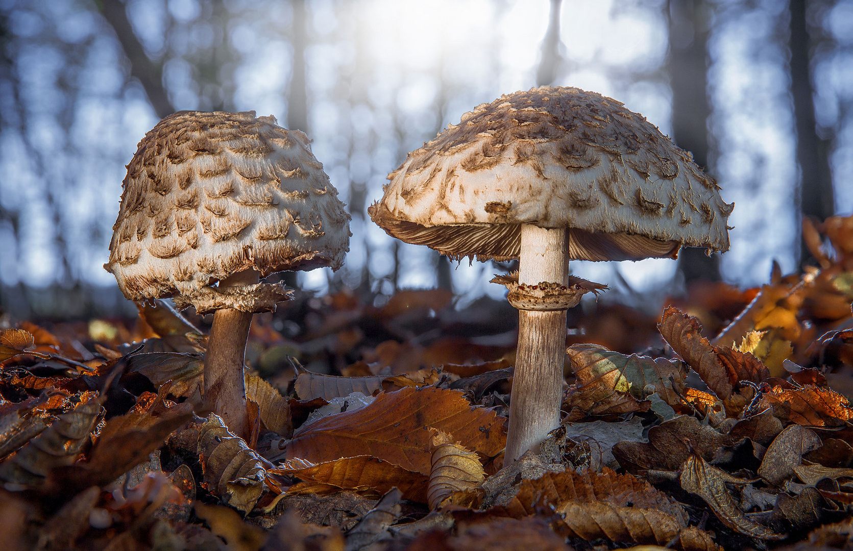 Sonne im Wald